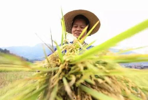 av生稻花步,传统农耕与现代科技的完美融合