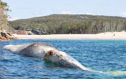 那里有鲨鱼滩免费观看,鲨鱼滩免费观影之旅